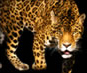 Video of Leopards