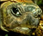 Video of Turtles