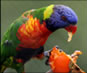 Parrots